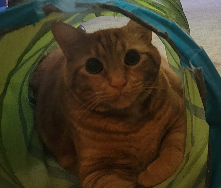 Eddie the Orangecat