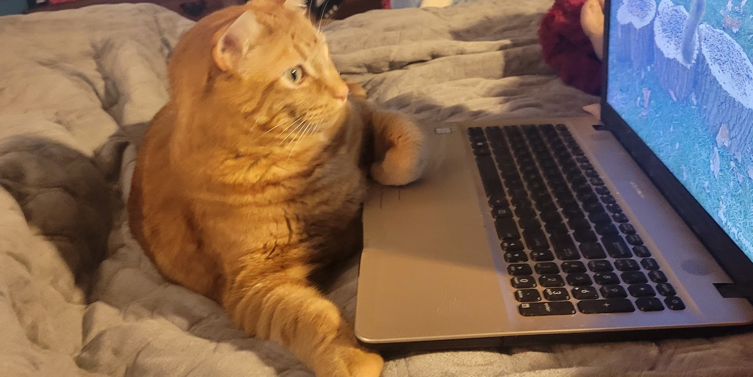 Eddie the Orangecat